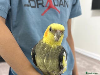 Cockatiels birds Very tamed cockatiel for sale - Advert 1