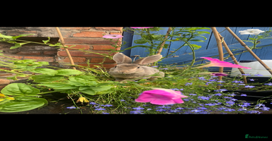 Rex rabbits - Advert 14