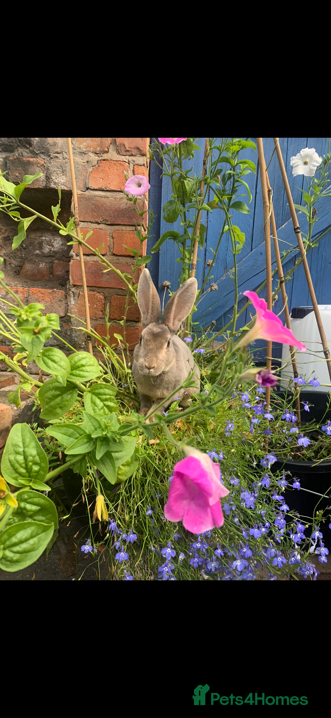 Rex rabbits for sale: 2 y/o Lavender - Image 3