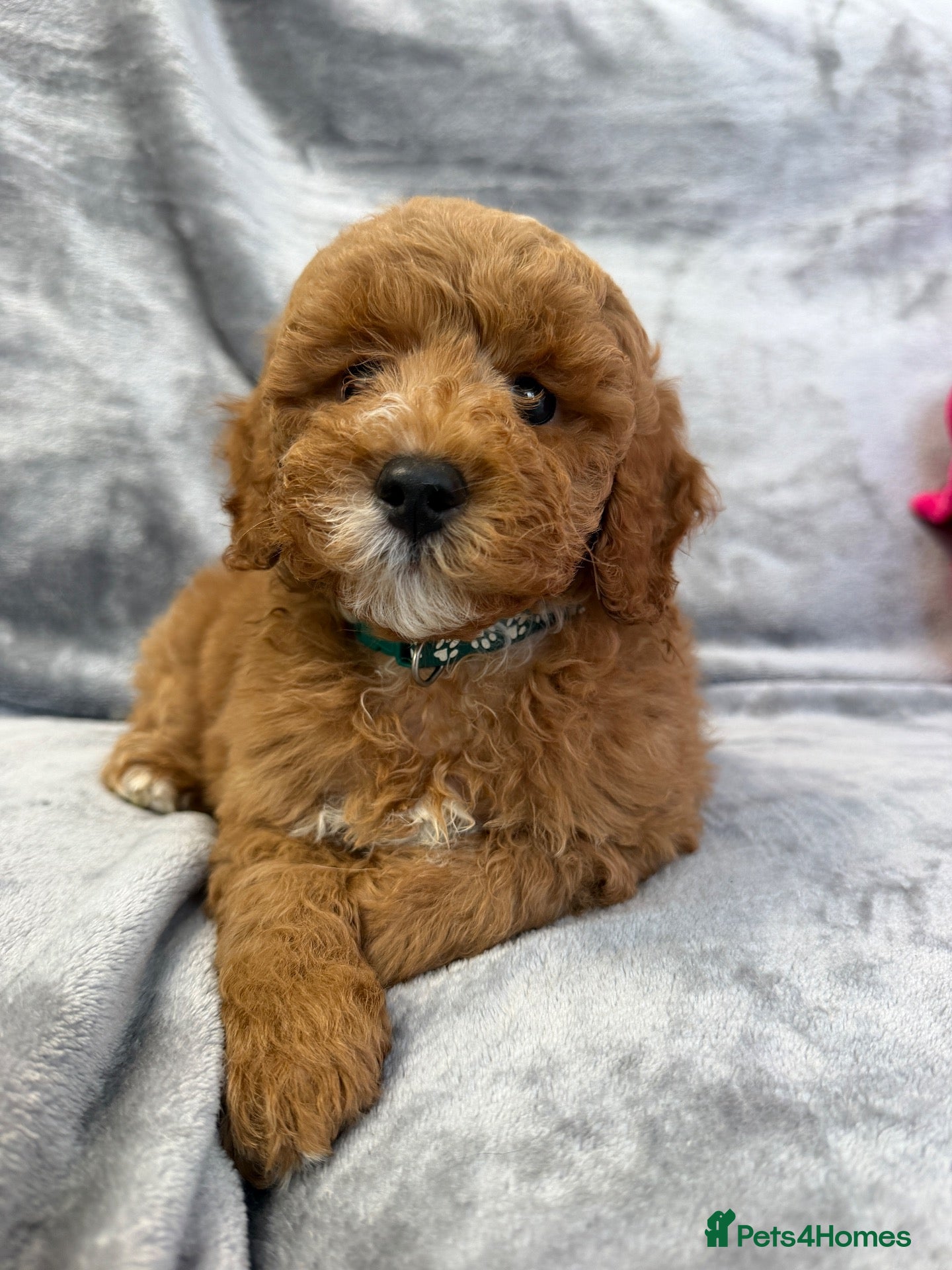 Cavapoo dogs for sale: Cavapoo F1b Puppies with Health Tested Parents - Advert 19