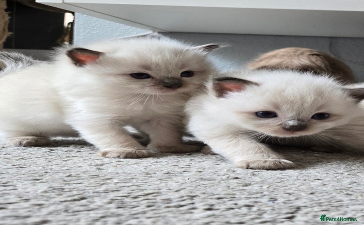 Ragdoll cats - Advert 8