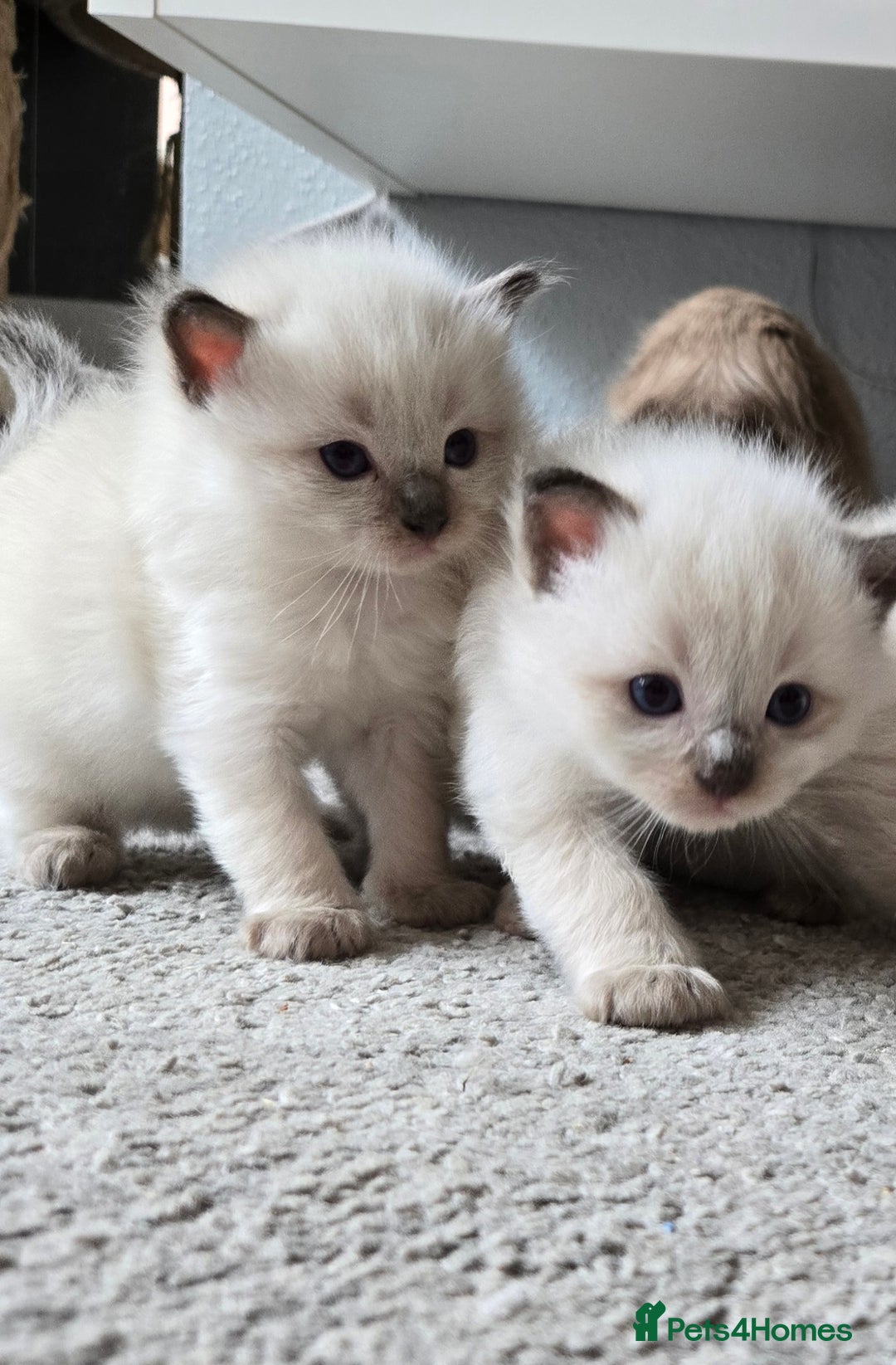 Ragdoll cats for sale: 4 Stunning Ragdolls (ready in August) in Bristol - Image 9