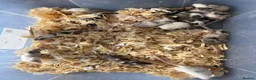 Mouse rodents for sale: Baby mice  - Advert 1