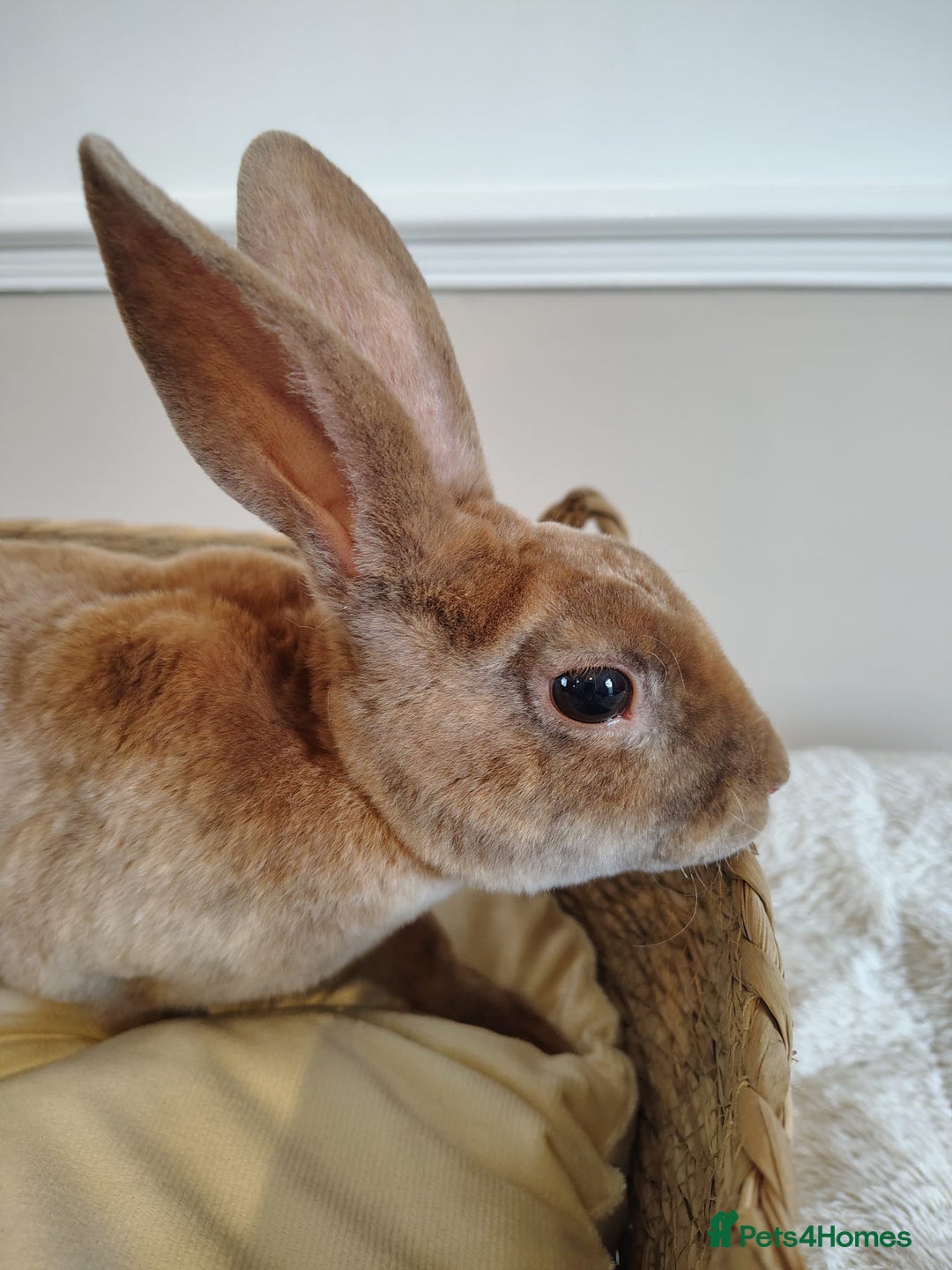 Rex rabbits for sale: Lovely Rex rabbit babies  - Image 11
