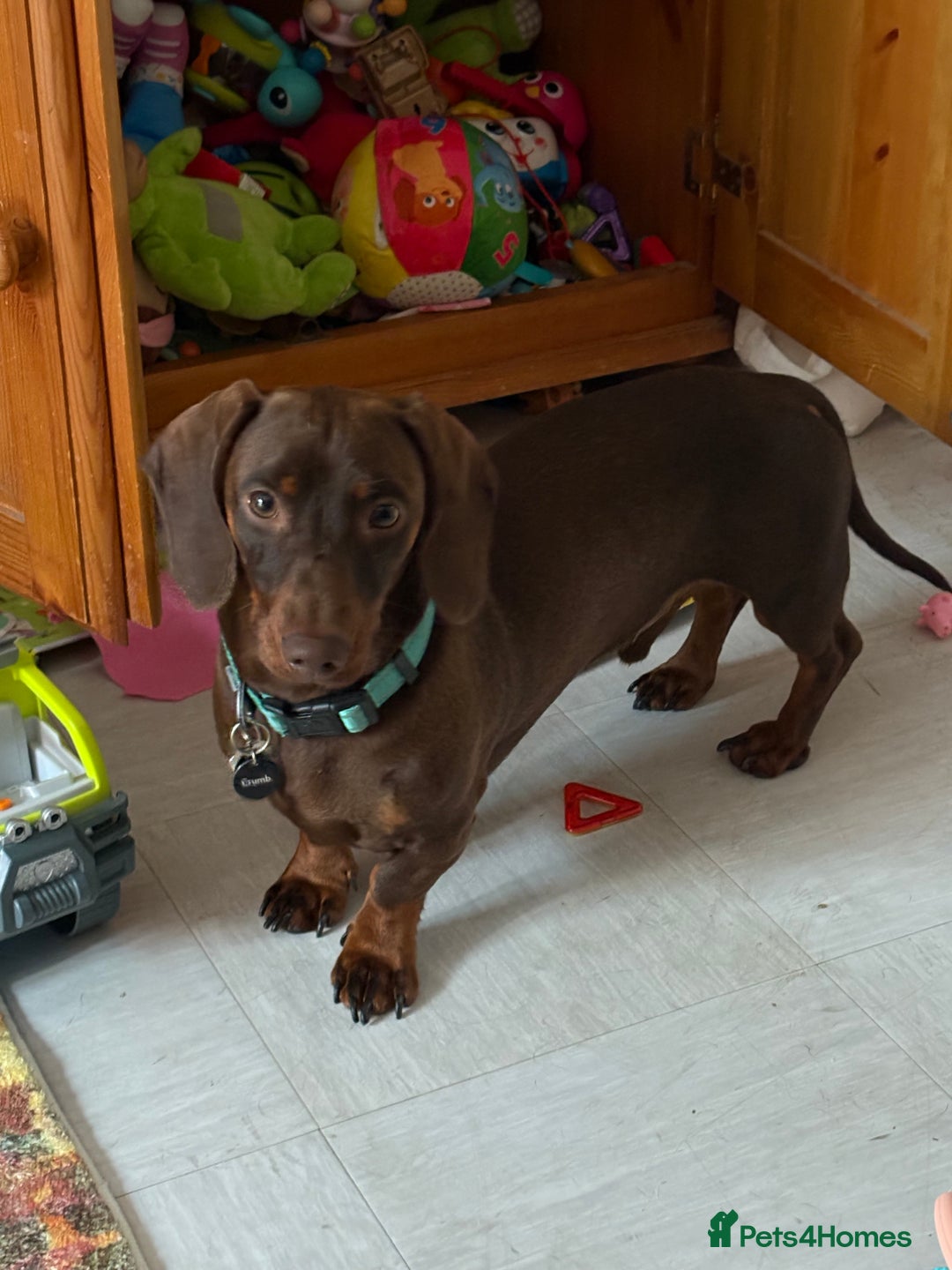 Dachshund dogs for sale: Small standard Dachshund  - Image 2