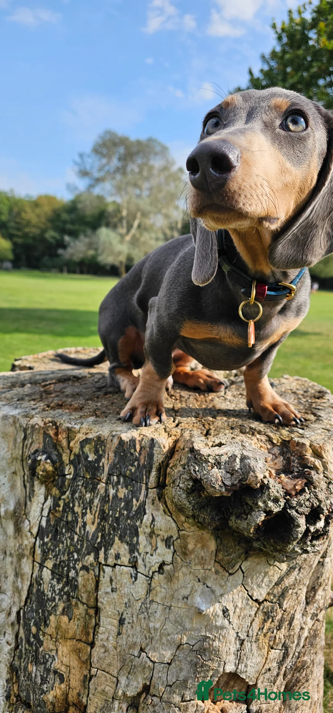 Miniature Dachshund dogs for stud: ⭐️KING PIRI (BLUE AND TAN) KC REG PROVEN Stud⭐️ in Bromley - Advert 12