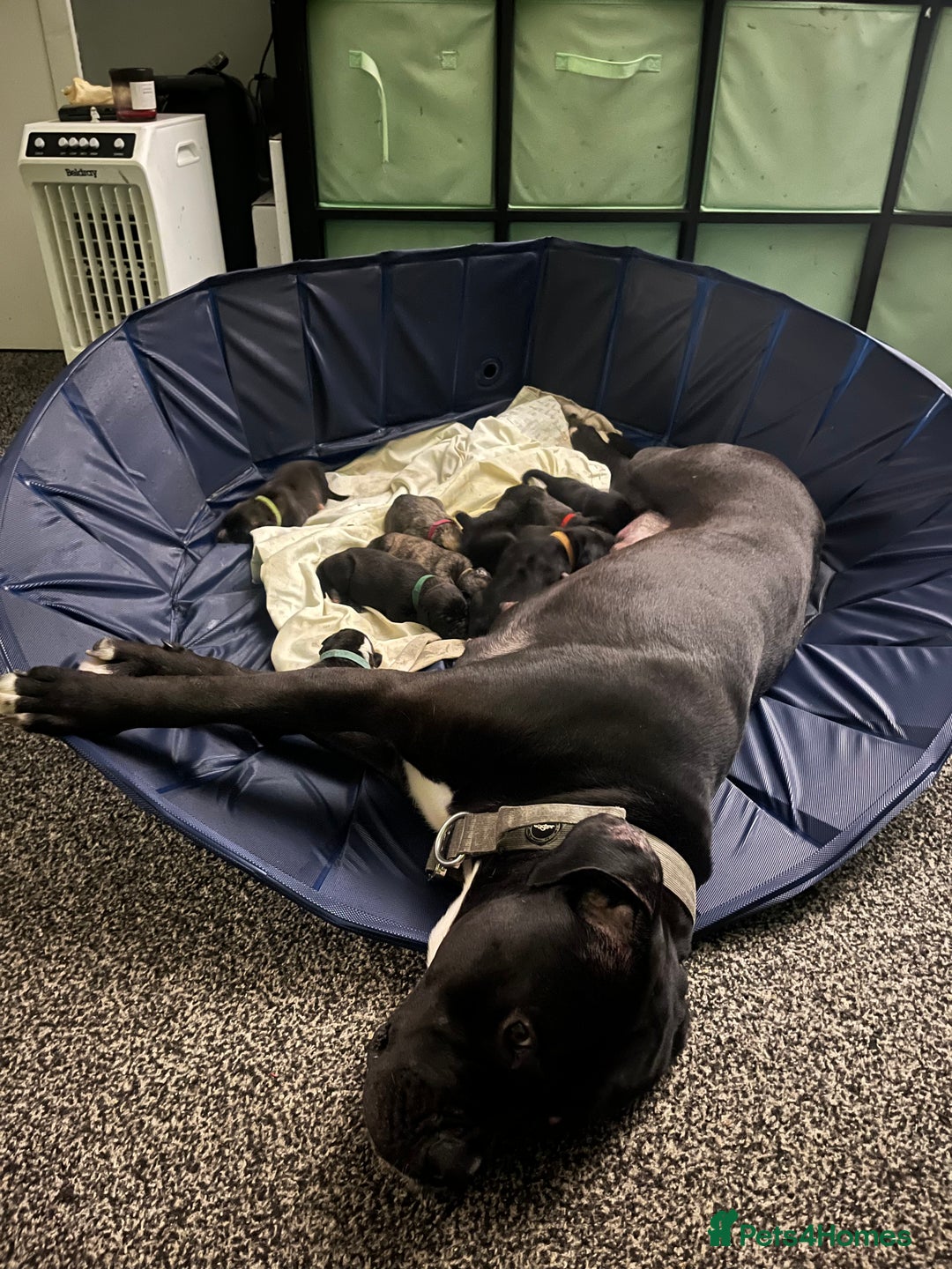 Cane Corso dogs for sale: Cane Corso Puppies ready x2 Male x1 female  - Advert 5