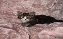 British Longhair cats for sale: ✨ Longhaired Kittens Looking for Loving Homes ✨ - Image 2