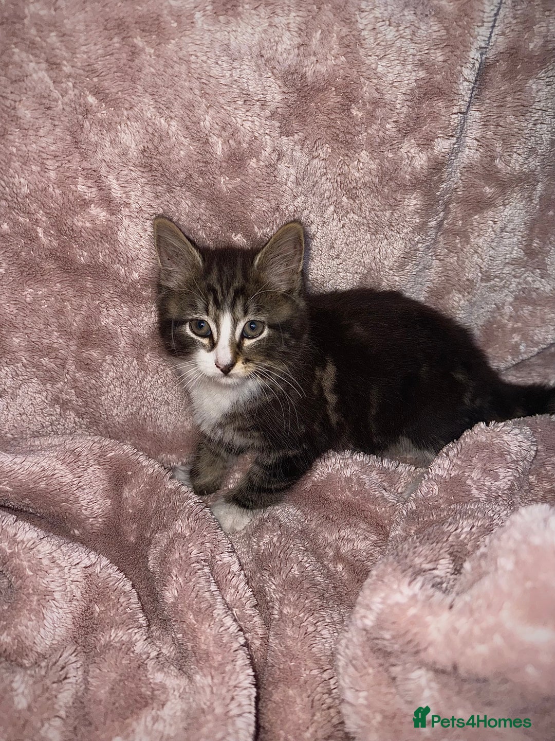 British Longhair cats for sale: ✨ Longhaired Kittens Looking for Loving Homes ✨ - Image 2