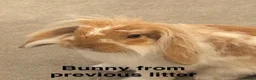 Mini Lop rabbits for sale: Mini Lion Lop Bunnies - Advert 18