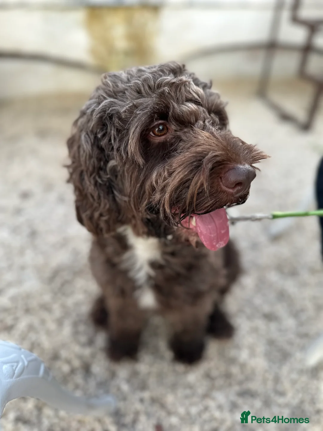 Cockapoo dogs for stud: Coco - Proven Chocolate F1B Cockapoo for Stud - Advert 7