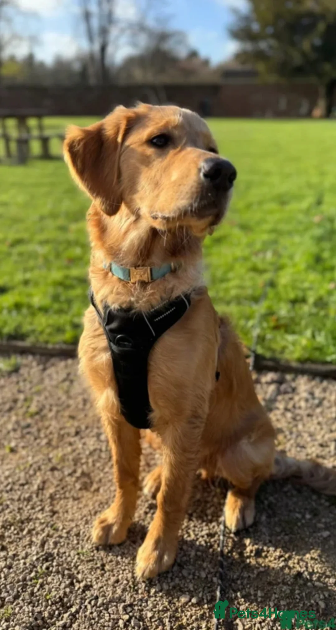 Golden Retriever dogs for sale: 8 Month Old Golden Retriever  - Advert 6