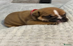 English Bulldog dogs for sale: English Bulldog puppies for sale KC registered  - Image 29