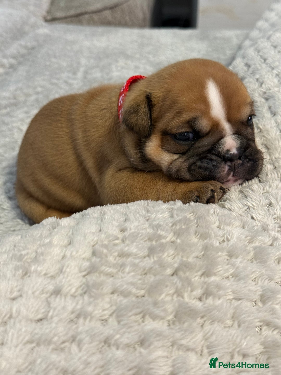 English Bulldog dogs for sale: English Bulldog puppies for sale KC registered  - Image 29
