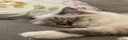 Ragdoll cats for sale: ADORABLE Girl - Advert 2
