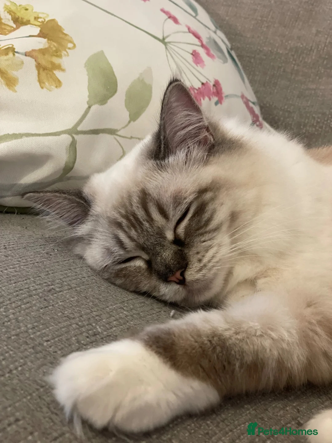 Ragdoll cats for sale: ADORABLE Girl - Advert 2