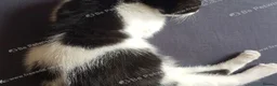 Mixed Breed cats for sale: Beautiful female kitten . - Advert 5