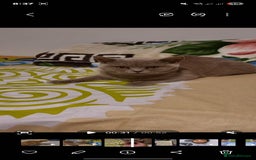 British Shorthair cats for sale: British Shorthair lilac  - Advert 2