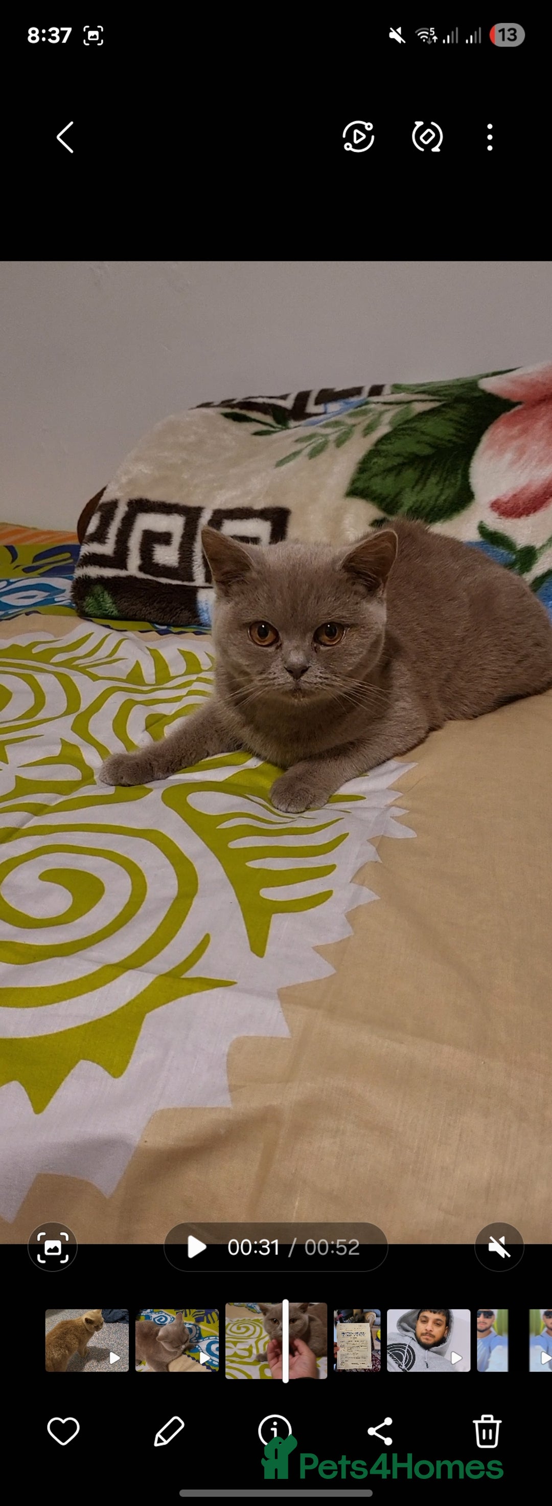 British Shorthair cats for sale: British Shorthair lilac  - Advert 2