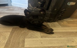 German Shepherd dogs for sale: Czech Shepherd x Akita PUPPIES!!  - Image 9