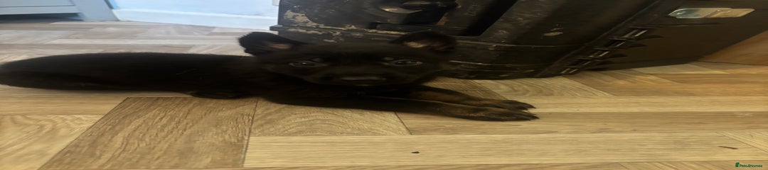 Shadow