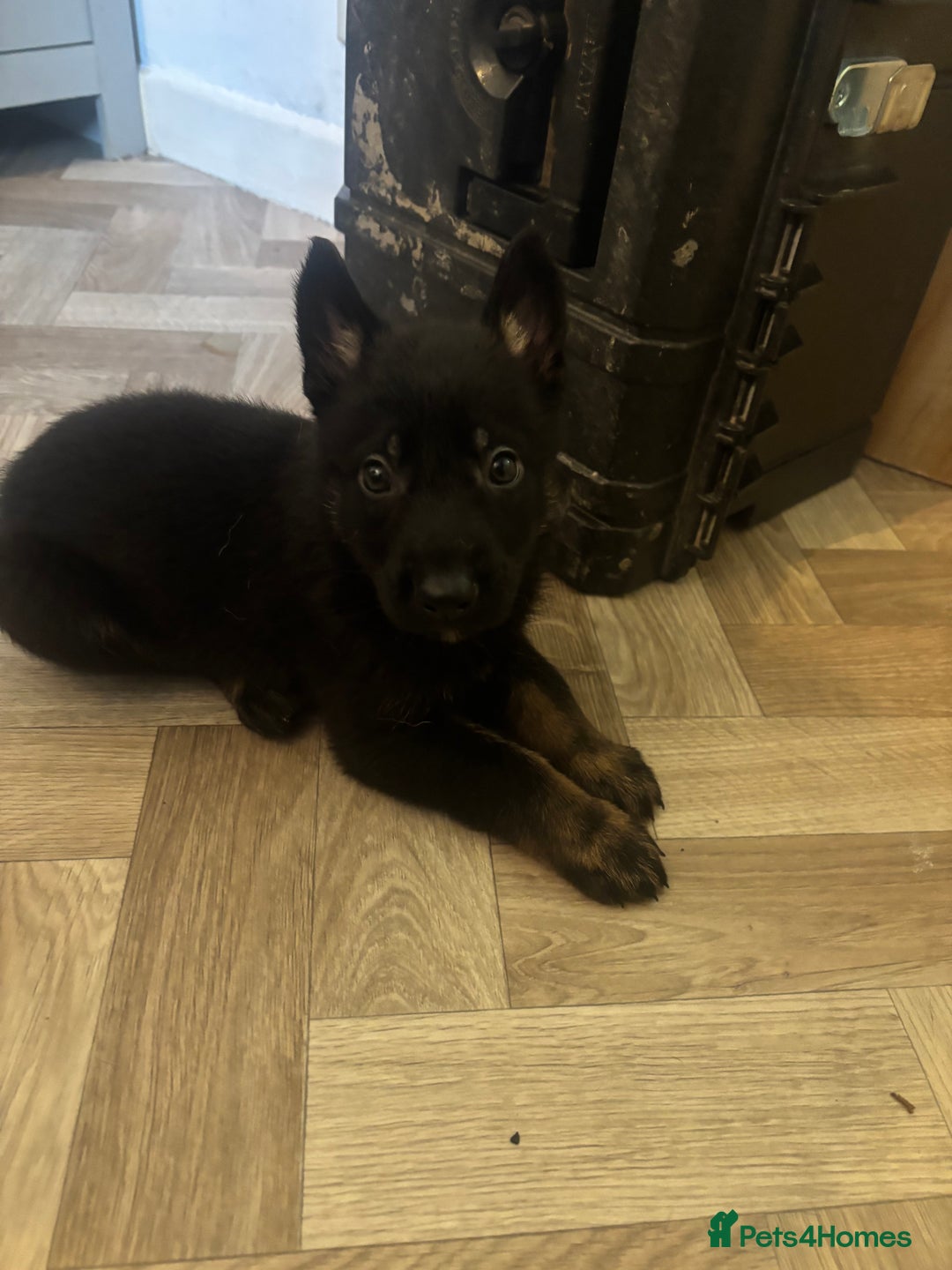 German Shepherd dogs for sale: Czech Shepherd x Akita PUPPIES!!  - Image 9
