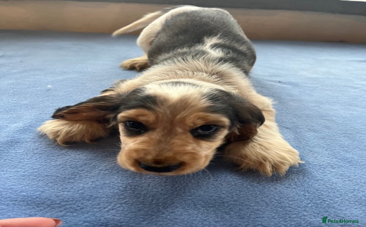 Cocker Spaniel dogs - Advert 1
