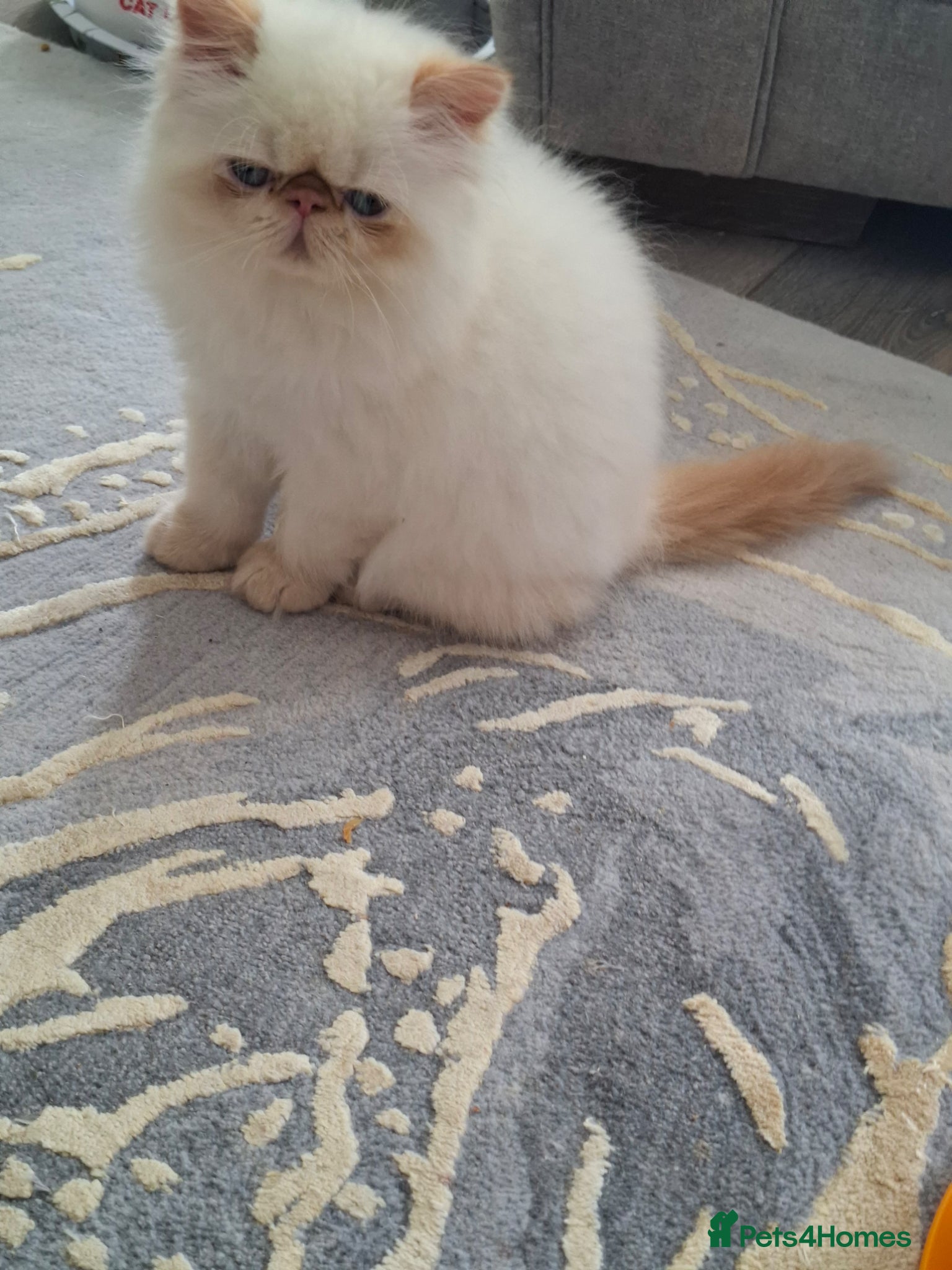 Persian cats Persian Kittens GCCF Reg. For Sale - Advert 2