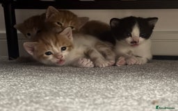 Domestic Shorthair cats for sale: Three Male kittens 🐱  - Image 1