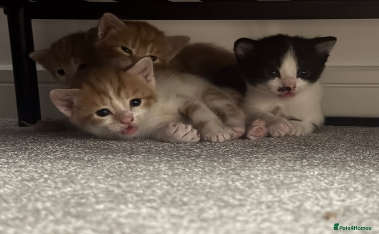 Domestic Shorthair cats - Advert 6