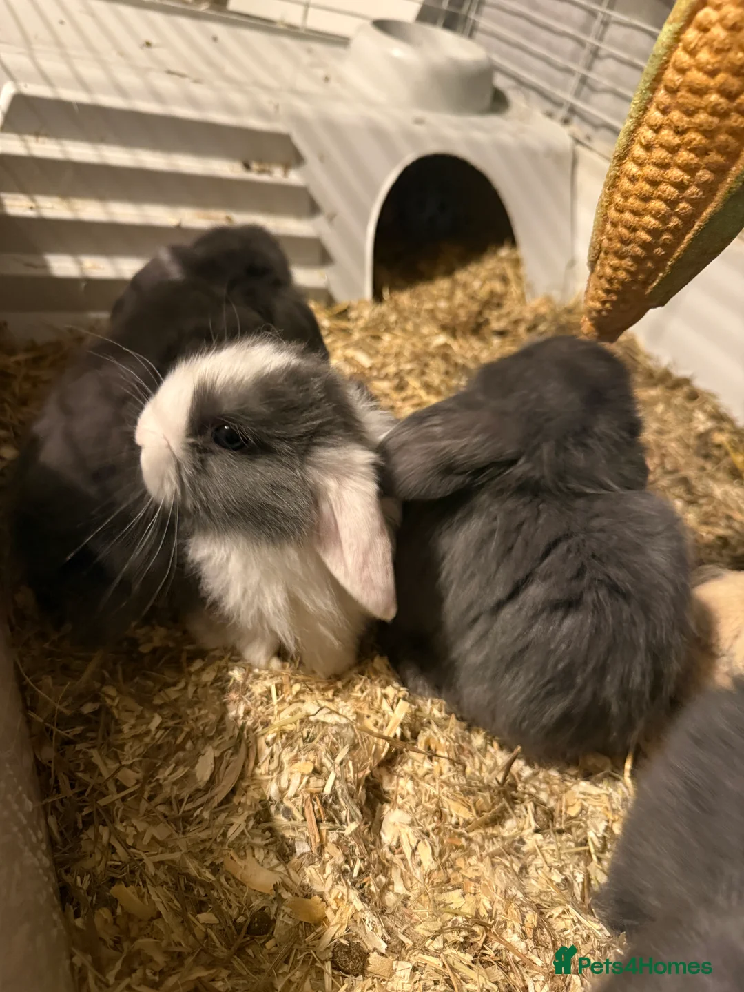 Mini Lop rabbits for sale: Mini lop rabbits  - Advert 2