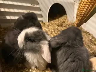 Mini Lop rabbits for sale: Mini lop rabbits - Advert 2