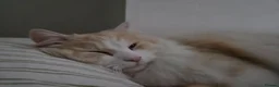 Persian cats for sale: Persian cat rehoming  - Advert 3