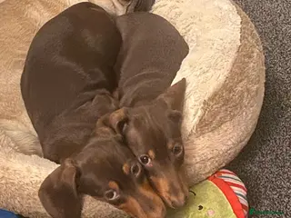 Dachshund dogs Two female sausage dogs in Southend-on-Sea - Advert 2