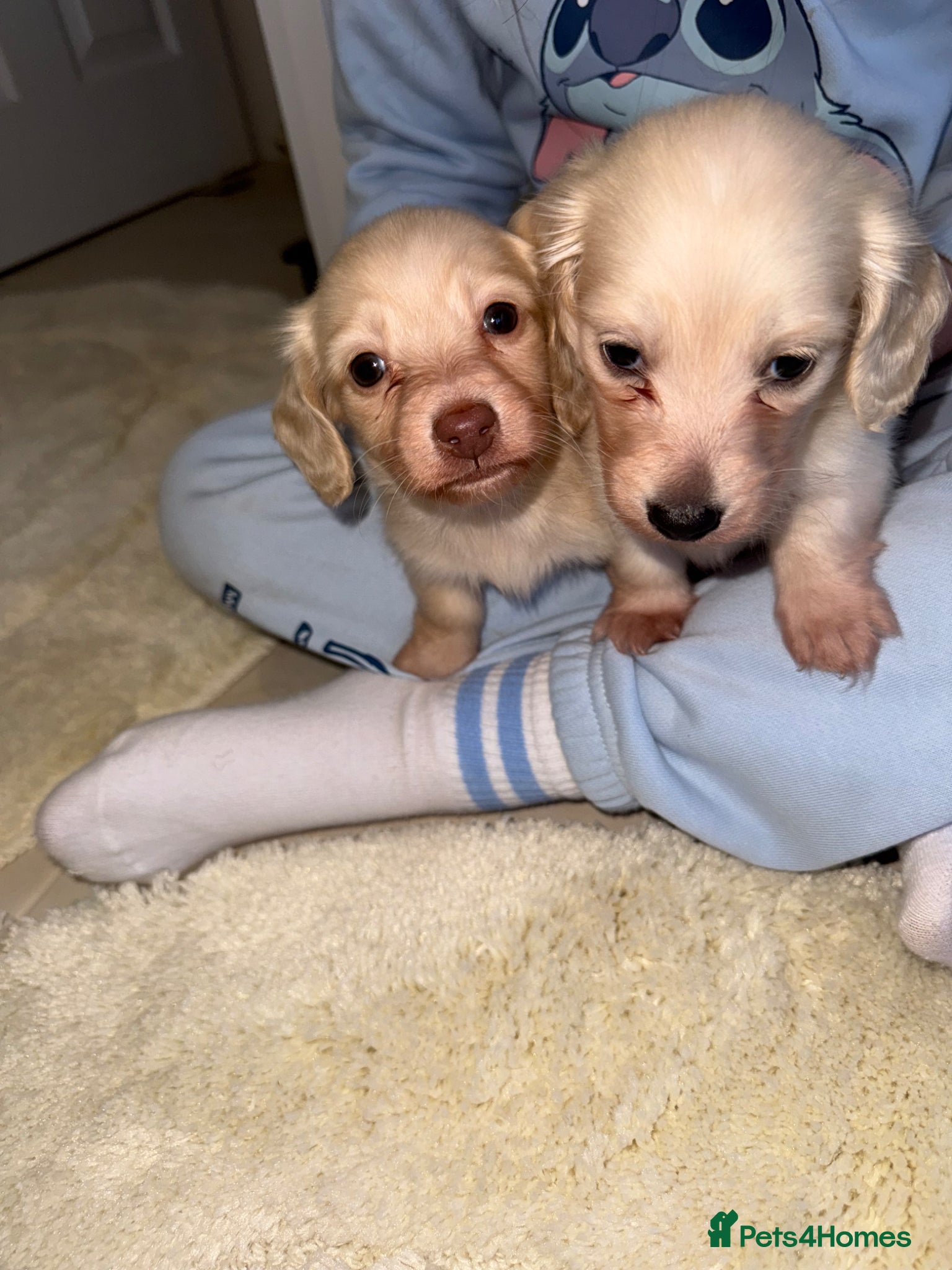 Miniature Dachshund dogs eeii Bright cream KC! Longhair miniature dachshund - Advert 2