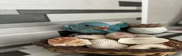 Ringnecks birds for sale:     Super Tame Hand Reared Babies £50 off today !  - Advert 11