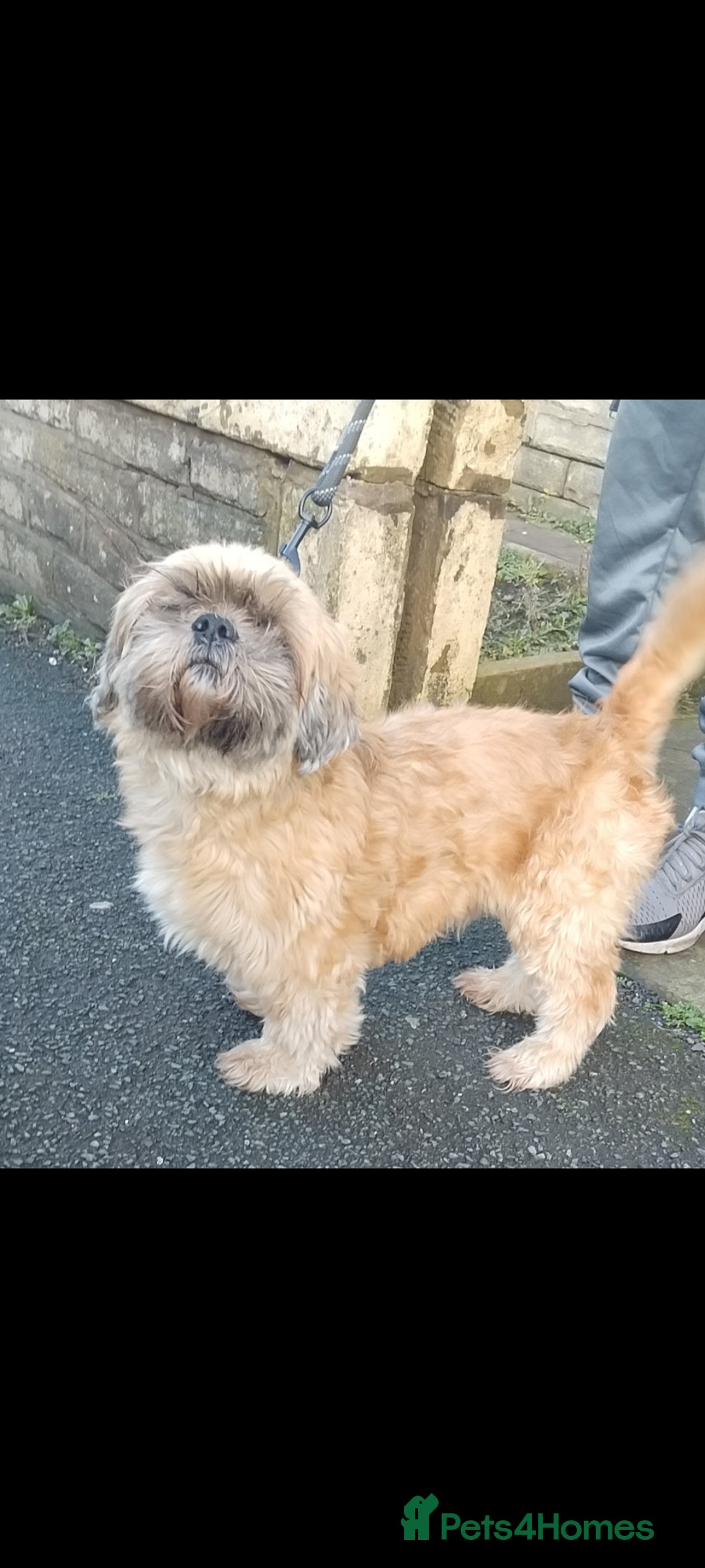 Shih Tzu dogs for sale: Boy shihtzu  - Advert 1