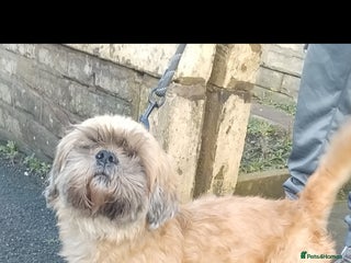 Shih Tzu dogs Boy shihtzu - Advert 1