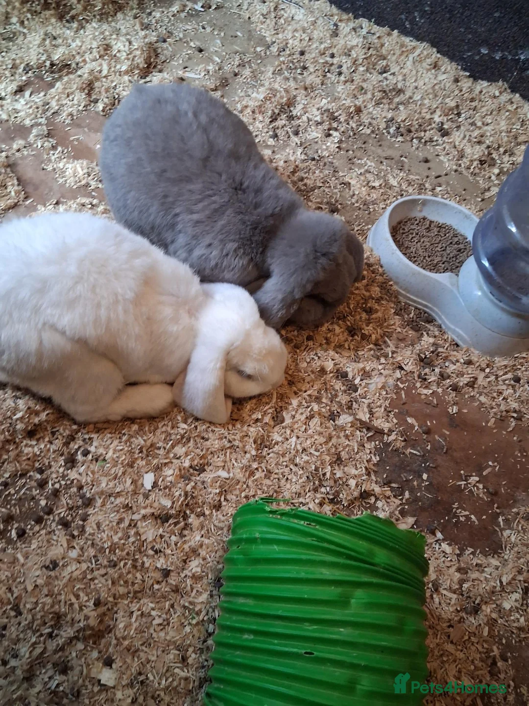 French Lop rabbits for sale: Pure french lop giant rabbits for sale - Advert 2