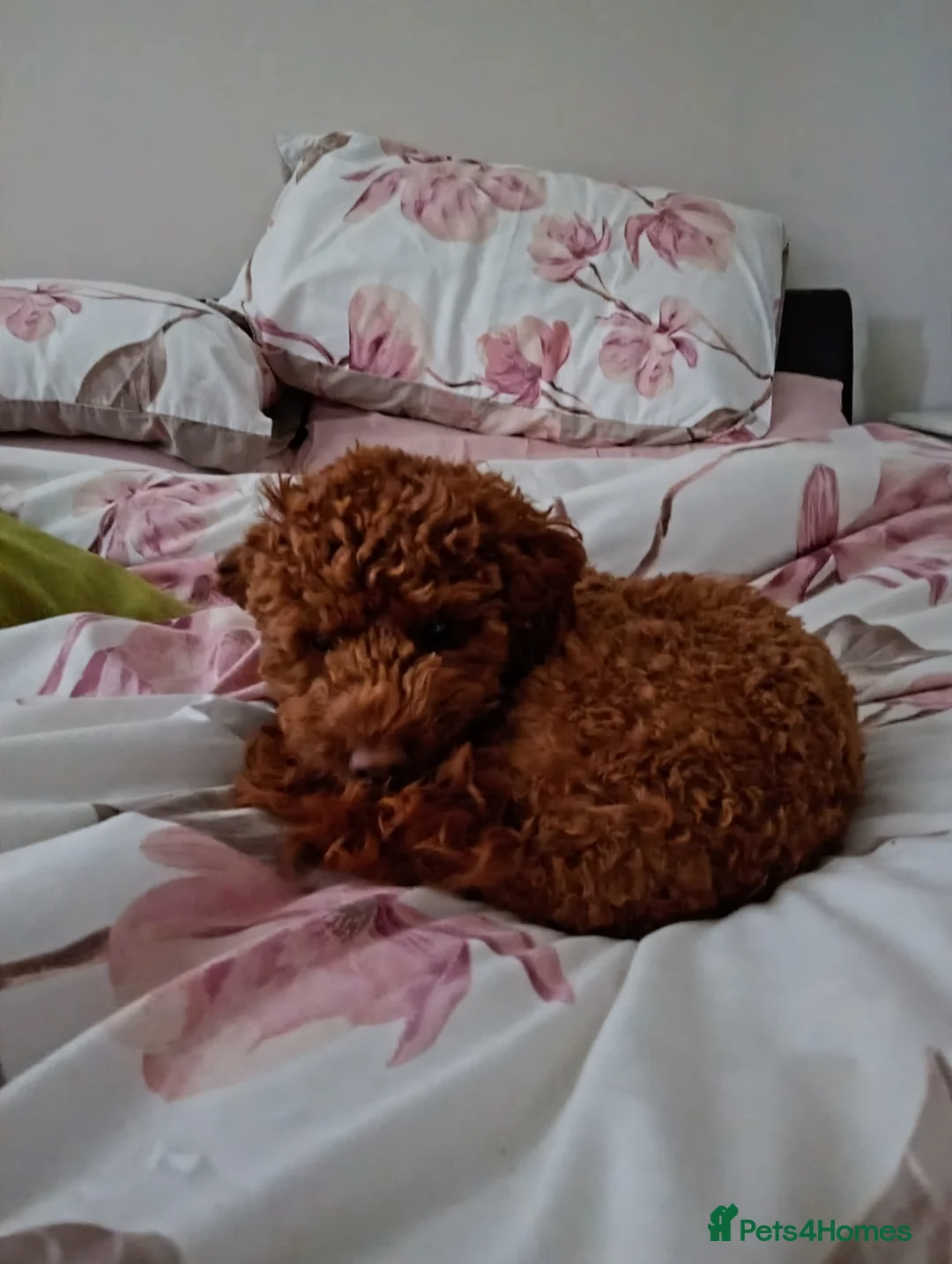Cockapoo dogs for sale: Teddy the cockapoo  in Brighton - Advert 1