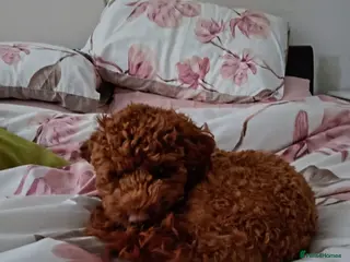 Cockapoo dogs Teddy the cockapoo - Advert 1