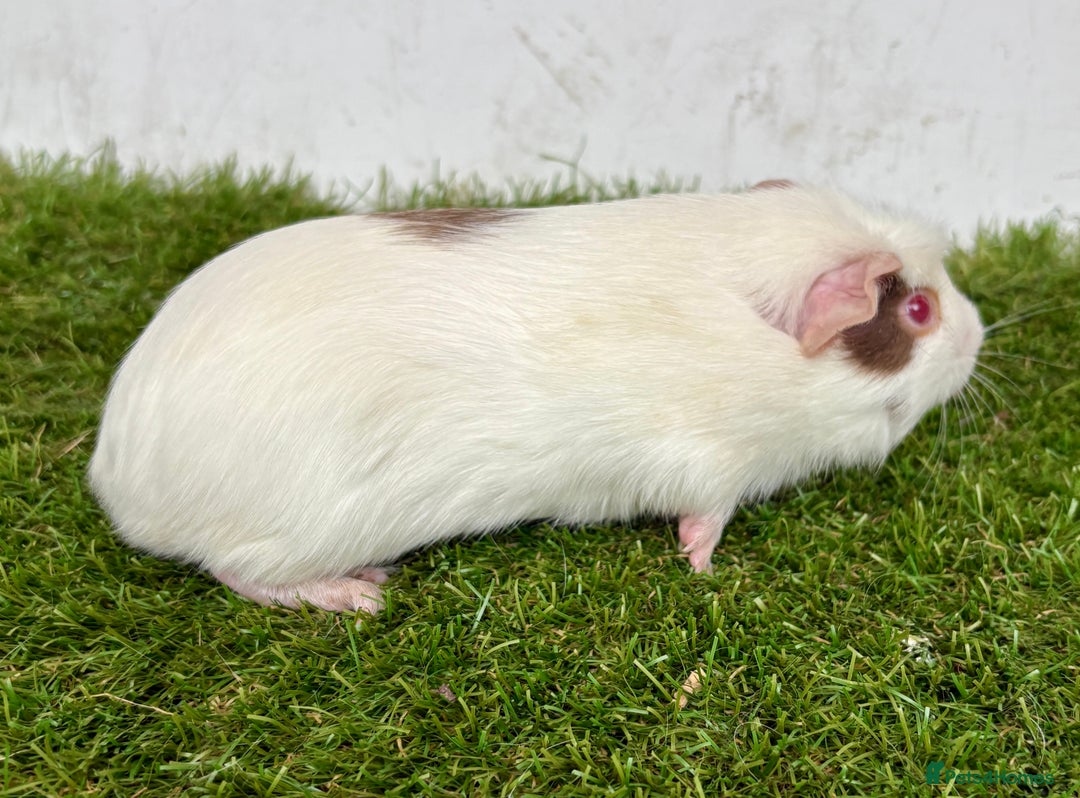 Guinea Pig rodents for sale: Super calm and friendly female guinea pigs  - Image 22
