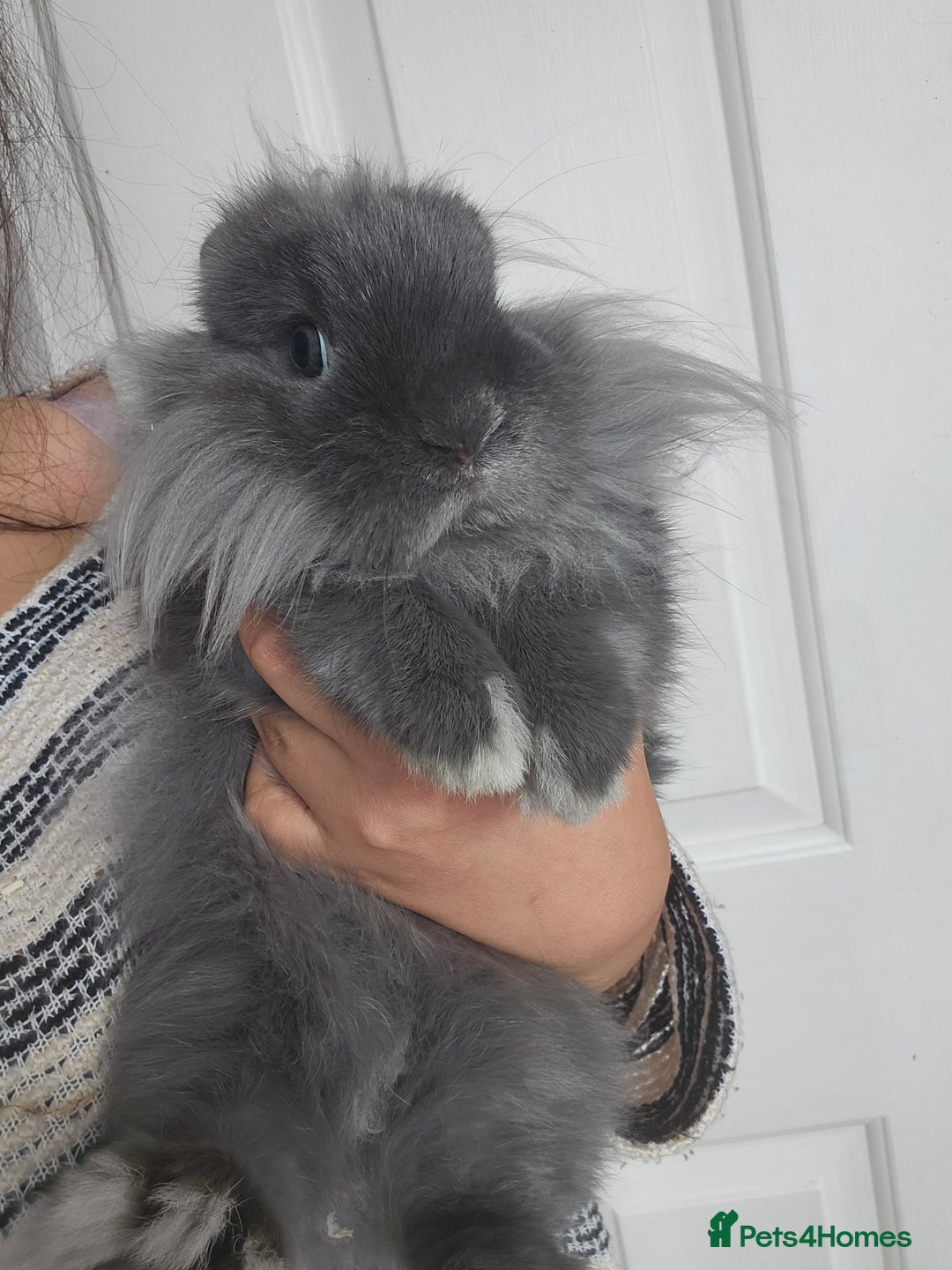 Lionhead rabbits for sale: Beautiful Blue Lion Head Boy - Advert 14