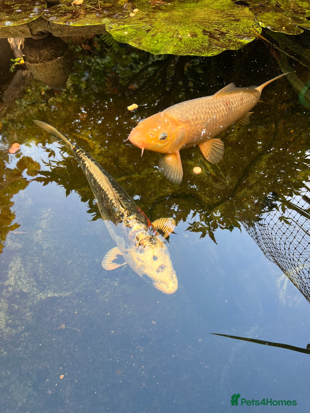 Koi Carp fish for sale: 2 koi Carp for sale  - Image 13