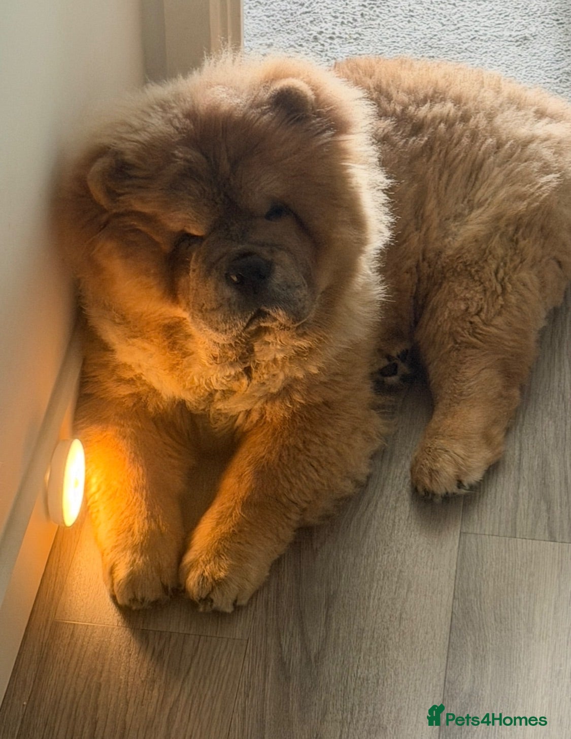 Chow Chow dogs KC chow chow  - Advert 5