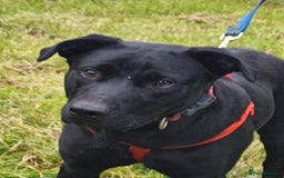 Mixed Breed dogs for adoption: 💖🐶 NICOL 🐶💖 - Image 6