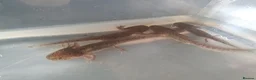 Axolotl reptiles for sale: Baby axolotls  - Advert 4