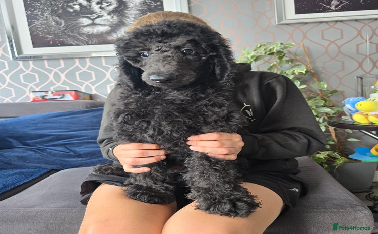 Standard Poodle dogs - Advert 15