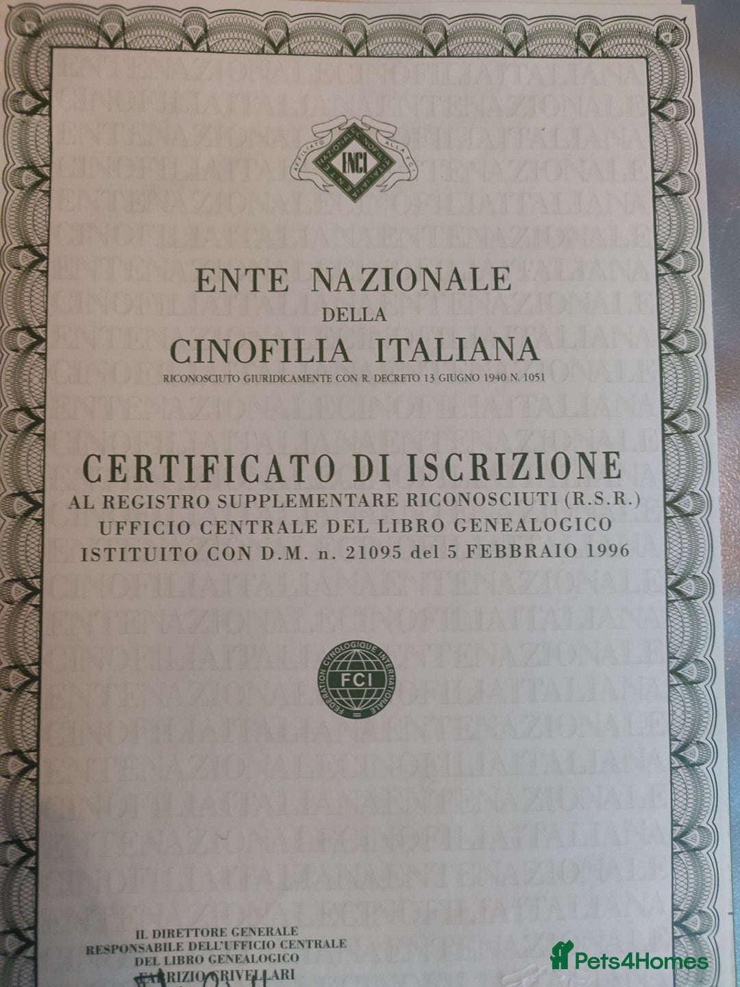 German Spitz dogs for sale: Unique Spitz puppies available in January  - Advert 11