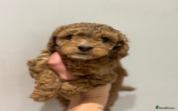 Cockapoo dogs for sale: Stunning cockapoo puppies - Advert 21